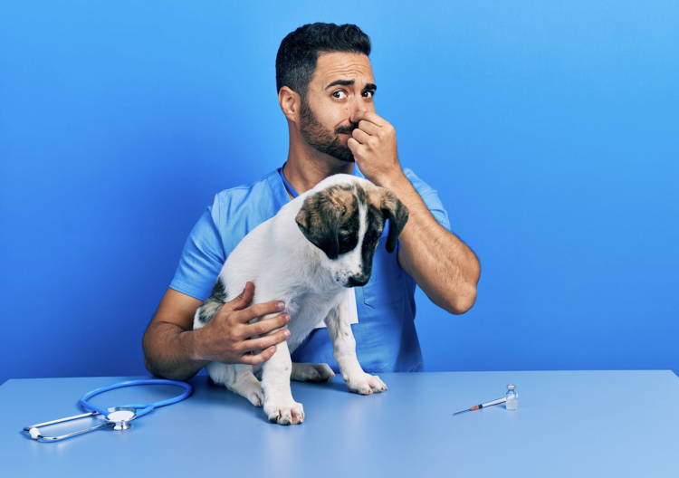 How To Get Rid of Dog Anal Gland Smell Vetnique Labs